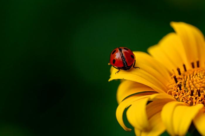 kitchen macro photography ideas