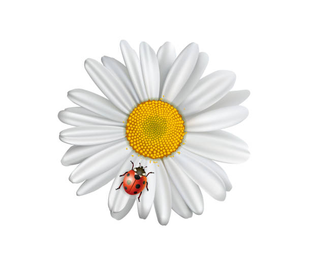 266 Moon Daisy Illustrations & Clip Art - iStock