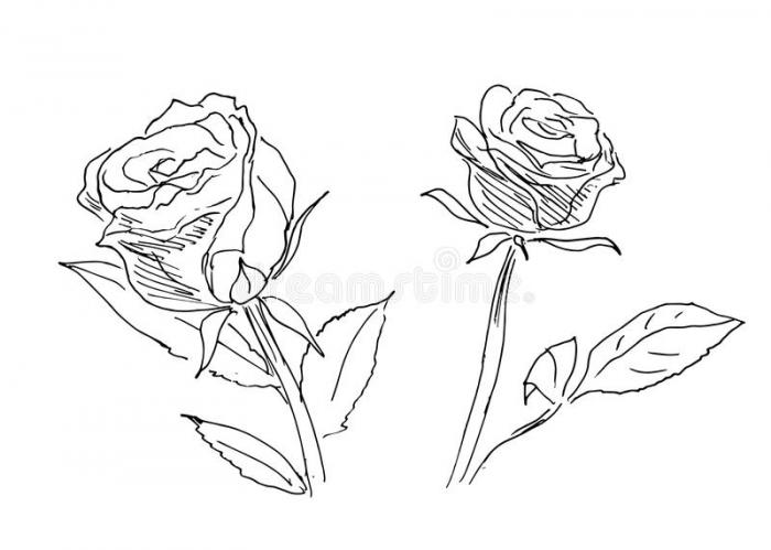 Hand Sketch Two Roses Stock Illustrations – 99 Hand Sketch Two Roses Stock  Illustrations, Vectors & Clipart - Dreamstime