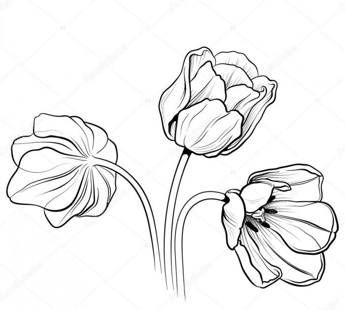 10 Flower Drawing Tutorials For Beginners - VanceAI