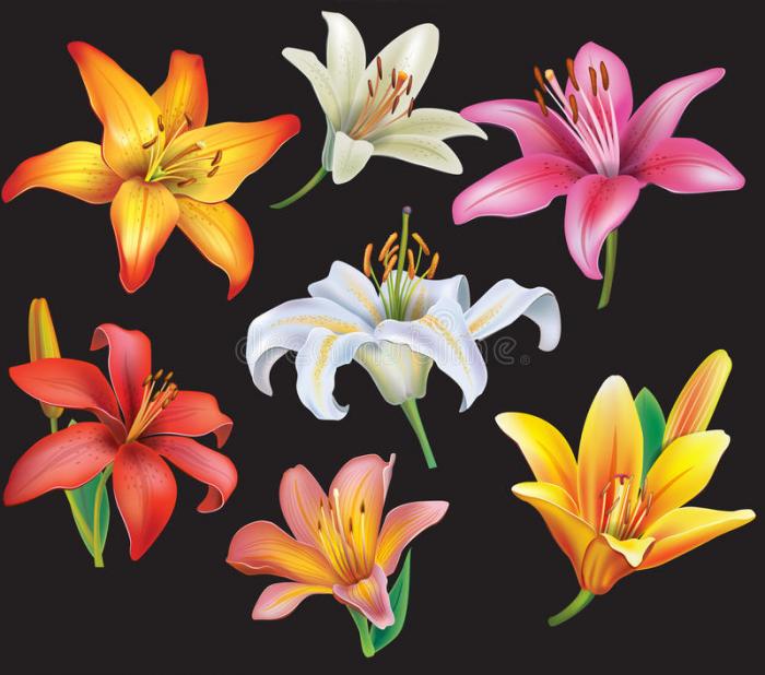 Lilies Heads Stock Illustrations – 8 Lilies Heads Stock Illustrations,  Vectors & Clipart - Dreamstime