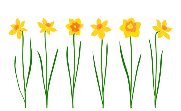 10,681 Daffodils Illustrations & Clip Art - iStock