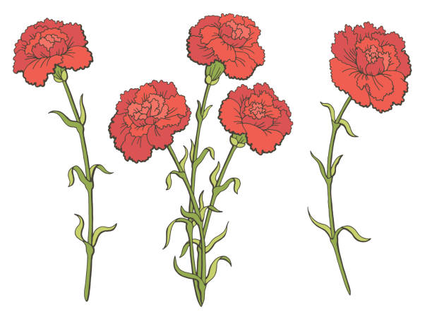 200 Cartoon Of The Flower Arrangements With Carnations Illustrations & Clip  Art - iStock