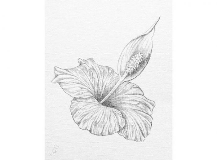 8 X 10 Vonflora Hibiscus Peace Lily Pencil Drawing Hibiscus | Etsy |  Drawings, Floral oil paintings, Hibiscus drawing