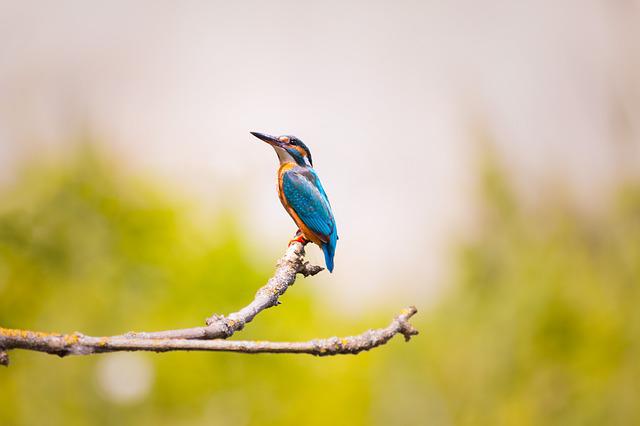 鳴き声や写真で鳥の種類がわかる 超便利な 野鳥図鑑 アプリ5選 Vanceai
