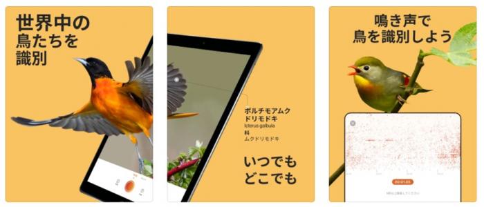 野鳥 図鑑 Picture Bird