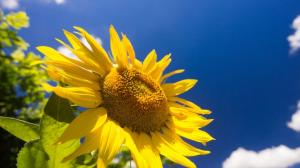 Increase Color Saturation with VanceAI Tool