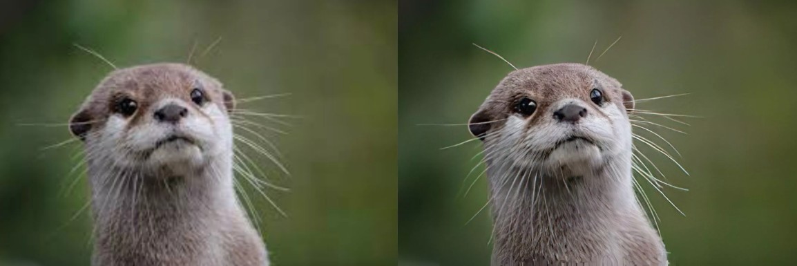 動物画像の仕上がり