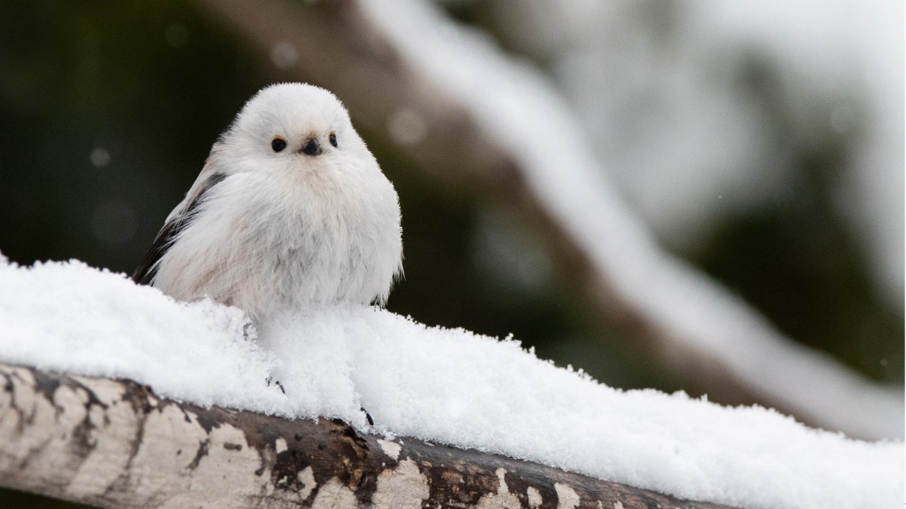 野鳥を撮る前に知っておきたいこと