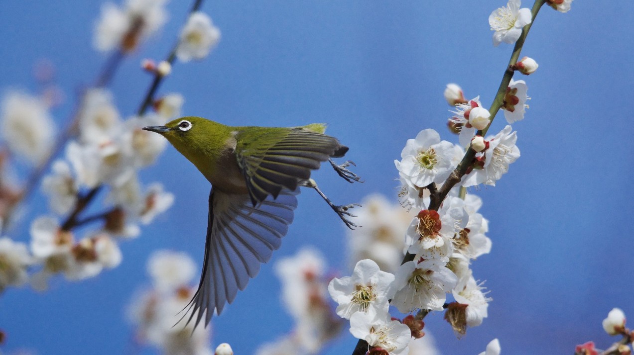 野鳥撮影のための必需品と便利グッズ
