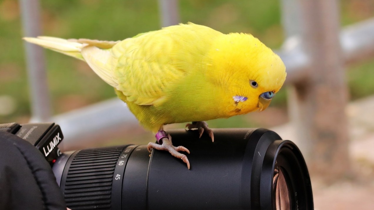 初心者でも簡単にできる野鳥撮影のテクニック