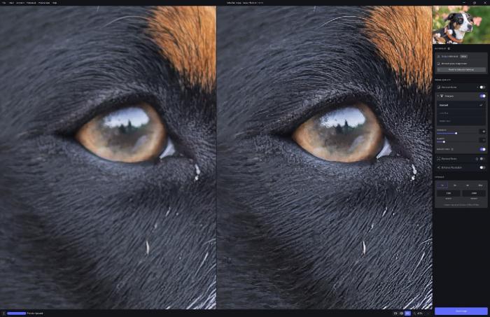 Hundeauge vor und nach dem Bild schärfen mit Topaz Sharpen AI