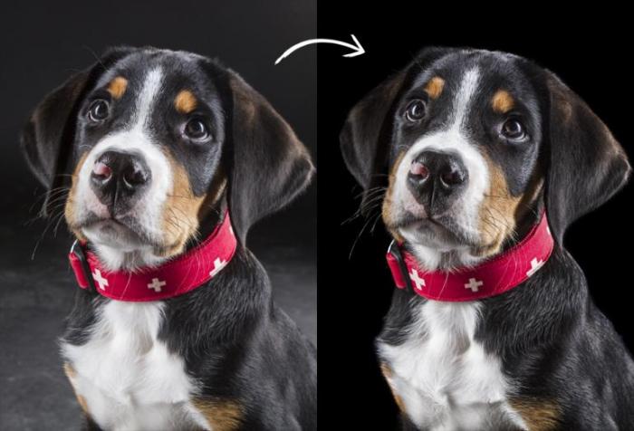 Foto eines Hundewelpen mit rotem Halsband vor und nach der Fotobearbeitung