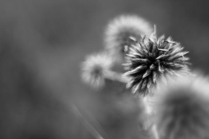 Verschwommenes schwarz-weiß Bild einer Blume aufgrund von zu niedrigem Abstand