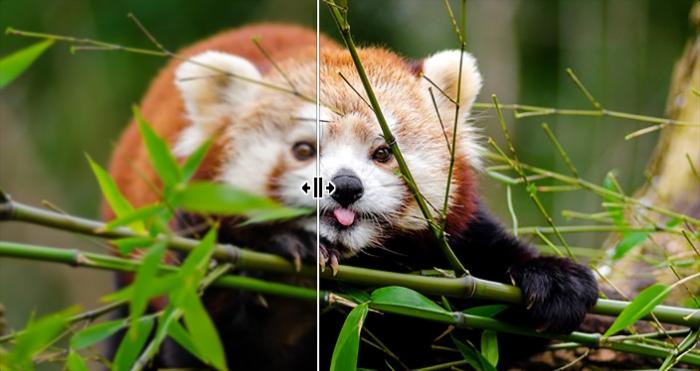 Bild eines roten Pandas vor und nach der Bearbeitung mit dem VanceAI Image Enhancer