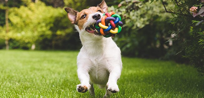 ein Hund fängt Spielzeug in der Luft